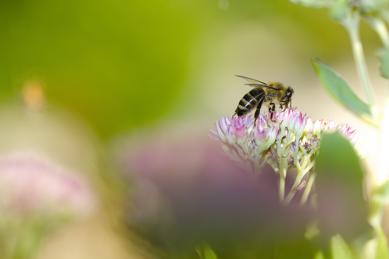 fleißiges bienchen...