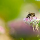 fleißiges bienchen...