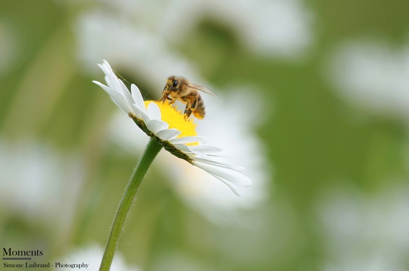 Fleißiges Bienchen