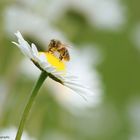 Fleißiges Bienchen