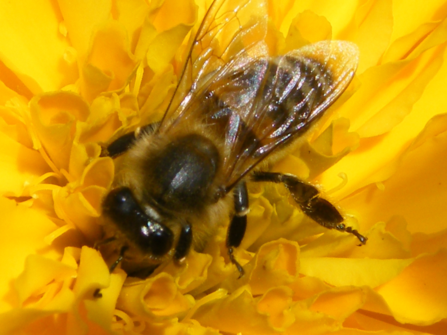 fleißiges Bienchen