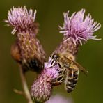 Fleißiges Bienchen