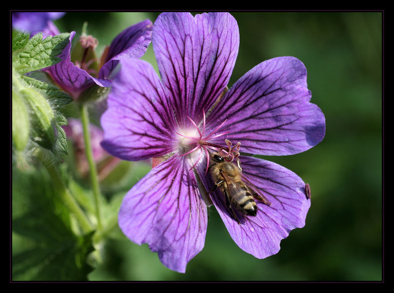 Fleißiges Bienchen