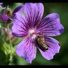 Fleißiges Bienchen