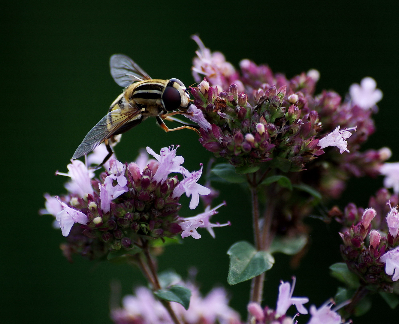 Fleissiges Bienchen