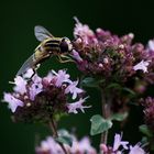 Fleissiges Bienchen