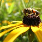 Fleißiges Bienchen