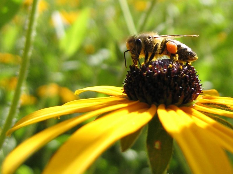 Fleißiges Bienchen