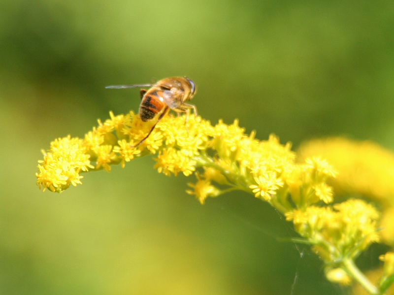 Fleißiges Bienchen II