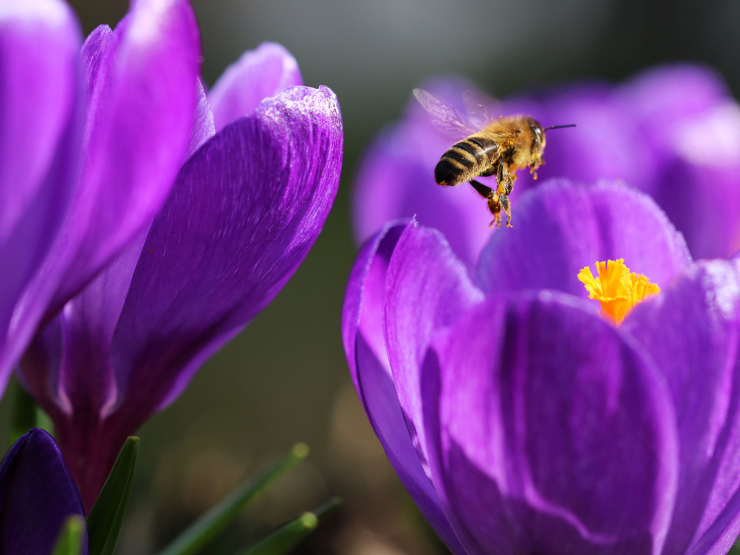 Fleißiges Bienchen im Anflug