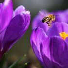 Fleißiges Bienchen im Anflug