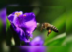 Fleißiges Bienchen im Anflug