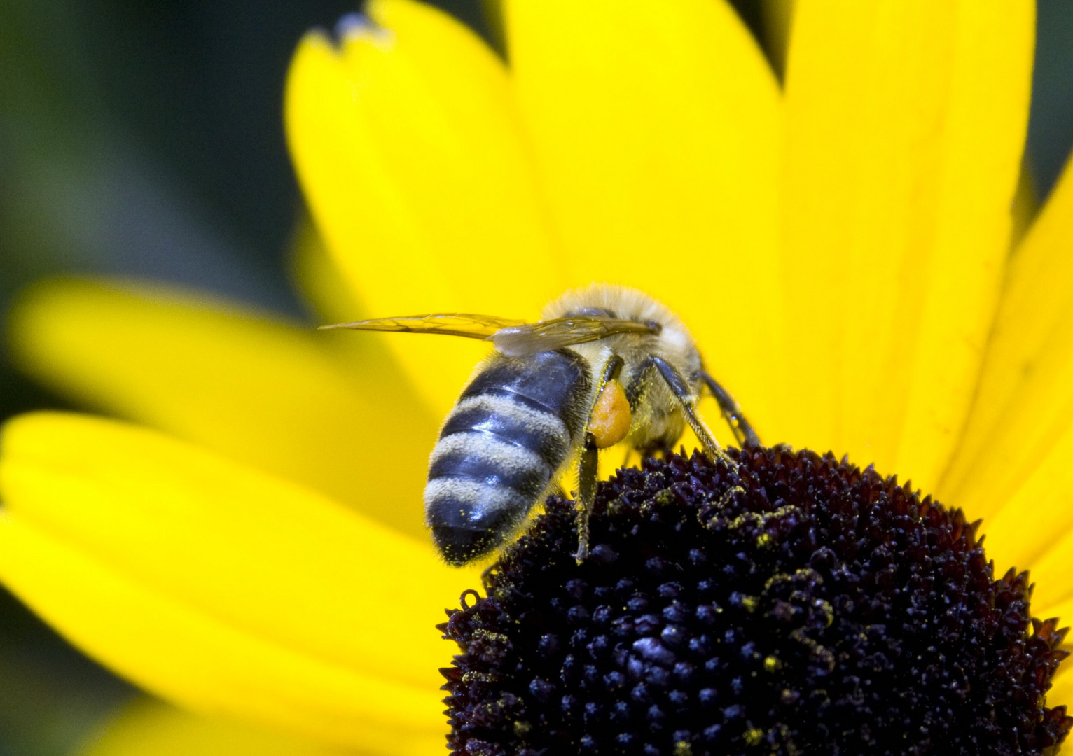 fleißiges Bienchen im August