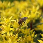 Fleißiges Bienchen im Blütenrausch
