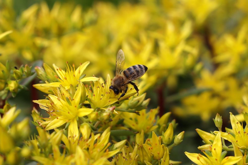 Fleißiges Bienchen im Blütenrausch