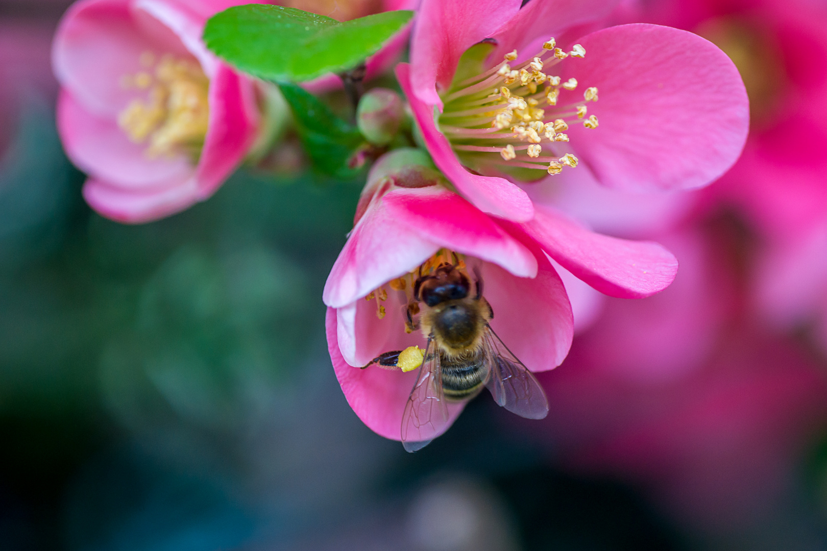 Fleißiges Bienchen im Garten