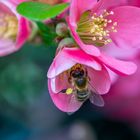 Fleißiges Bienchen im Garten