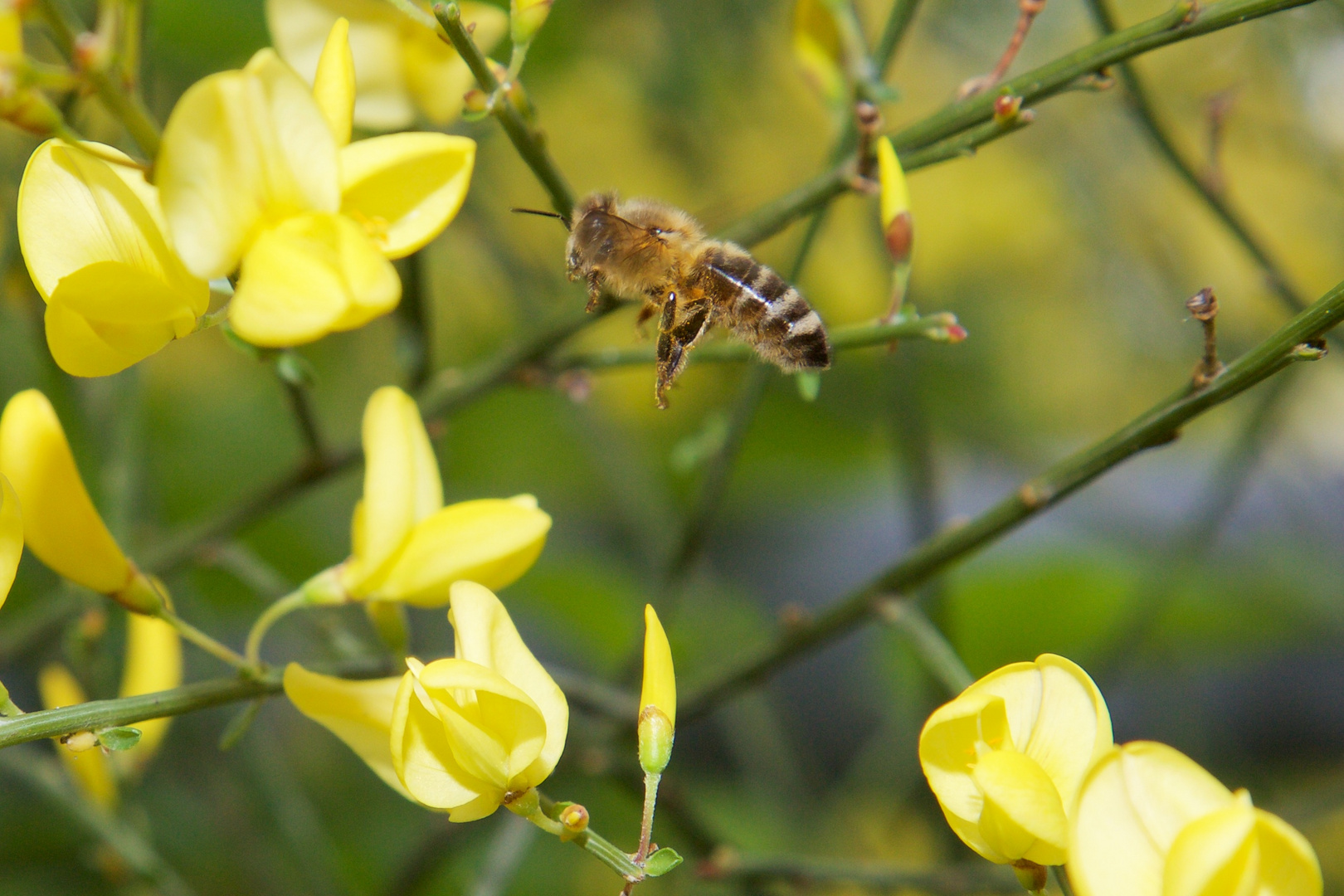 fleißiges Bienchen im Landeanflug