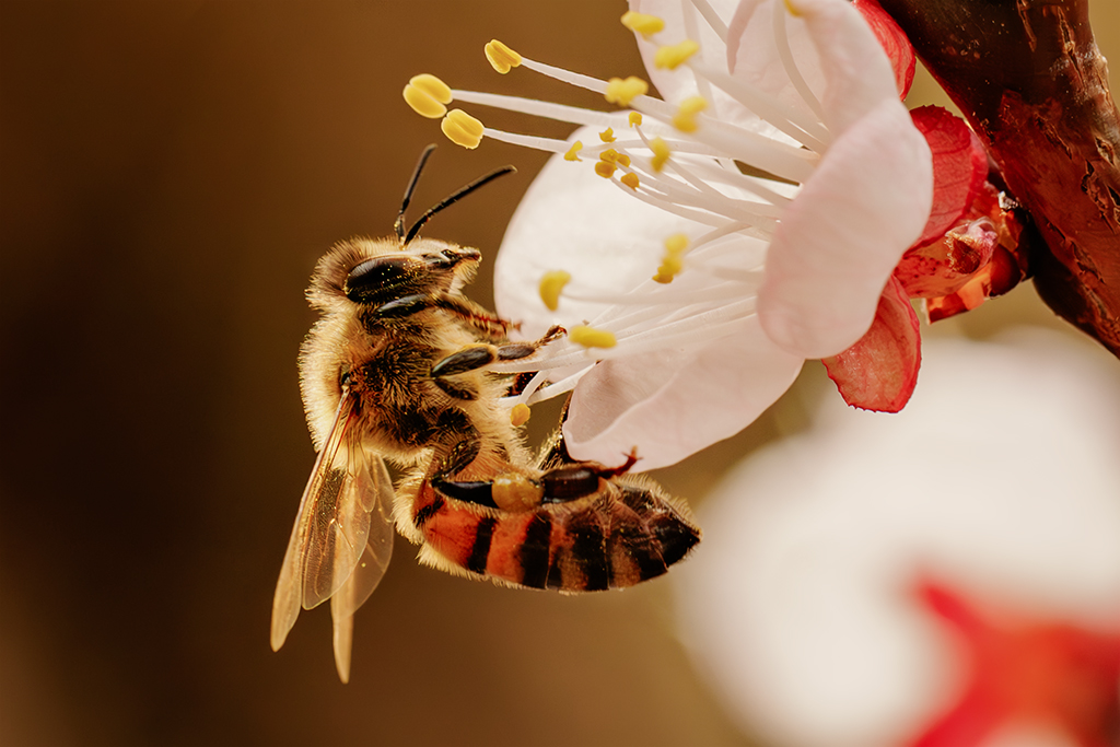 fleißiges Bienchen im Morgenlicht