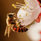 fleißiges Bienchen im Morgenlicht