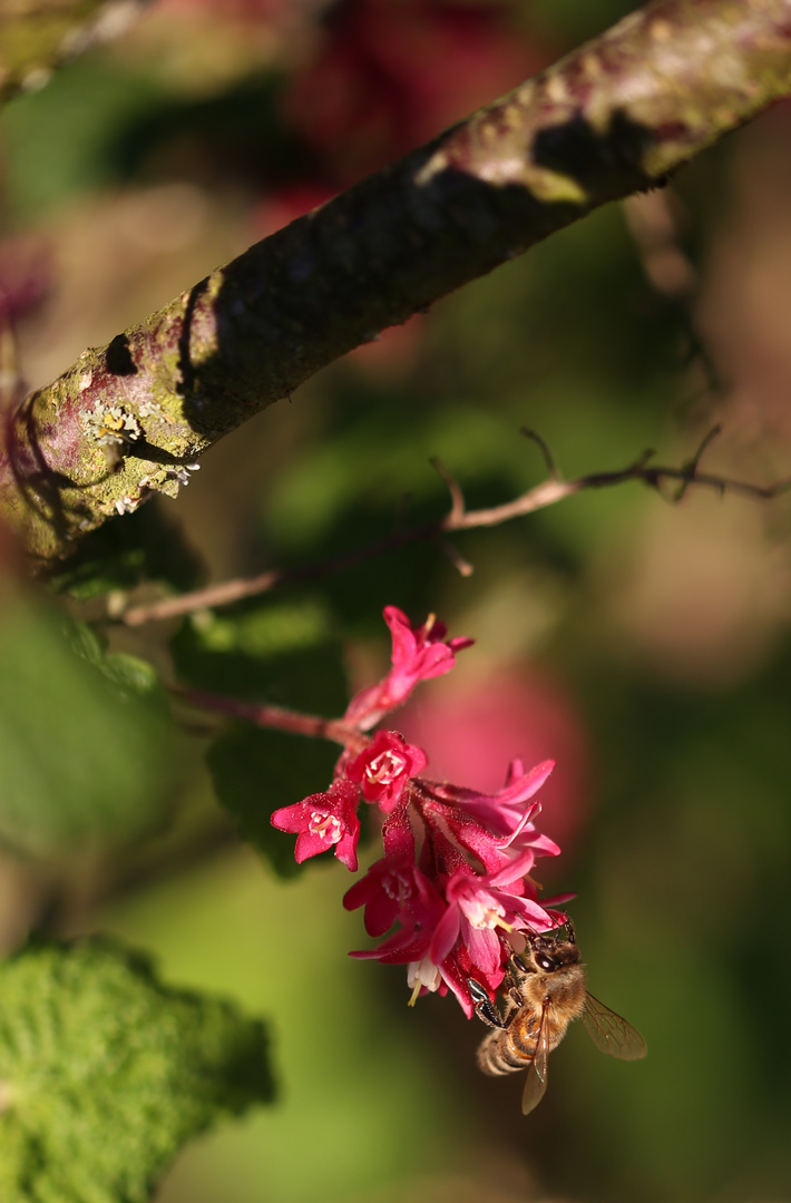 fleißiges Bienchen in der Abendsonne