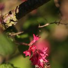 fleißiges Bienchen in der Abendsonne