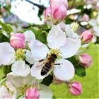 Fleißiges Bienchen in der Apfelblüte