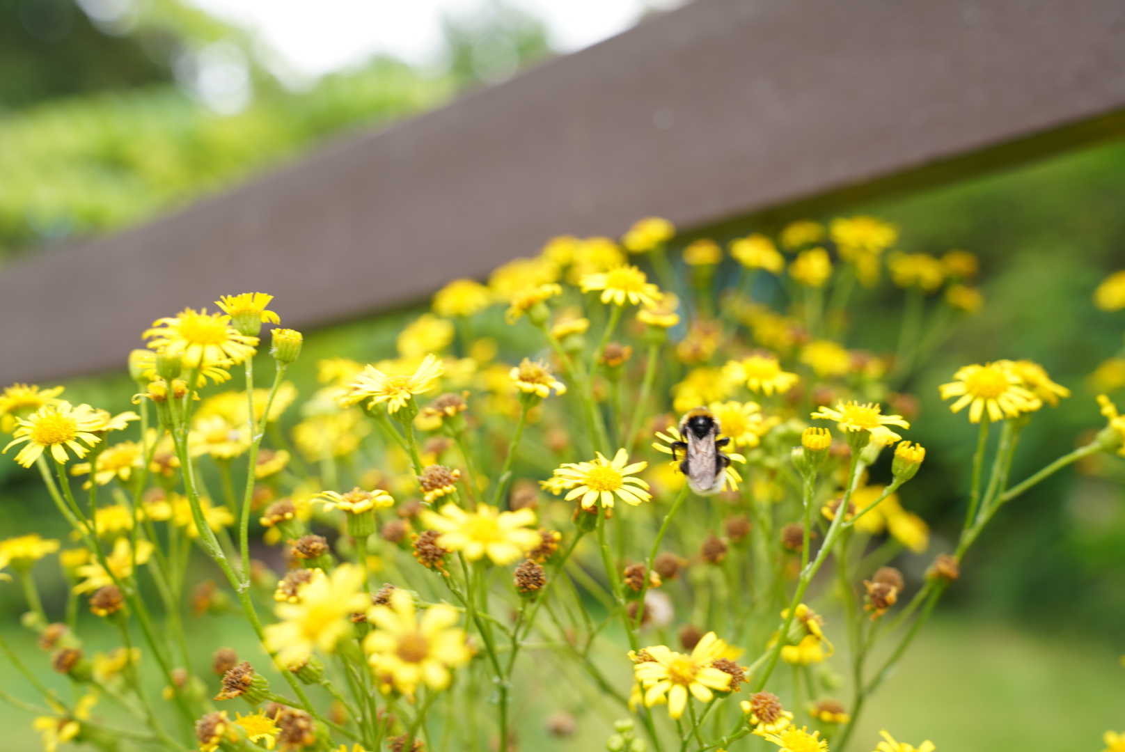 Fleißiges Bienchen on Tour 