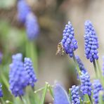 Fleissiges Bienchen - Traubenhyazinthen