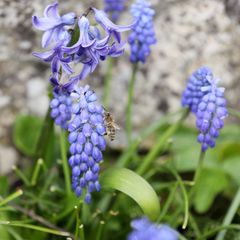 Fleissiges Bienchen - Traubenhyazinthen