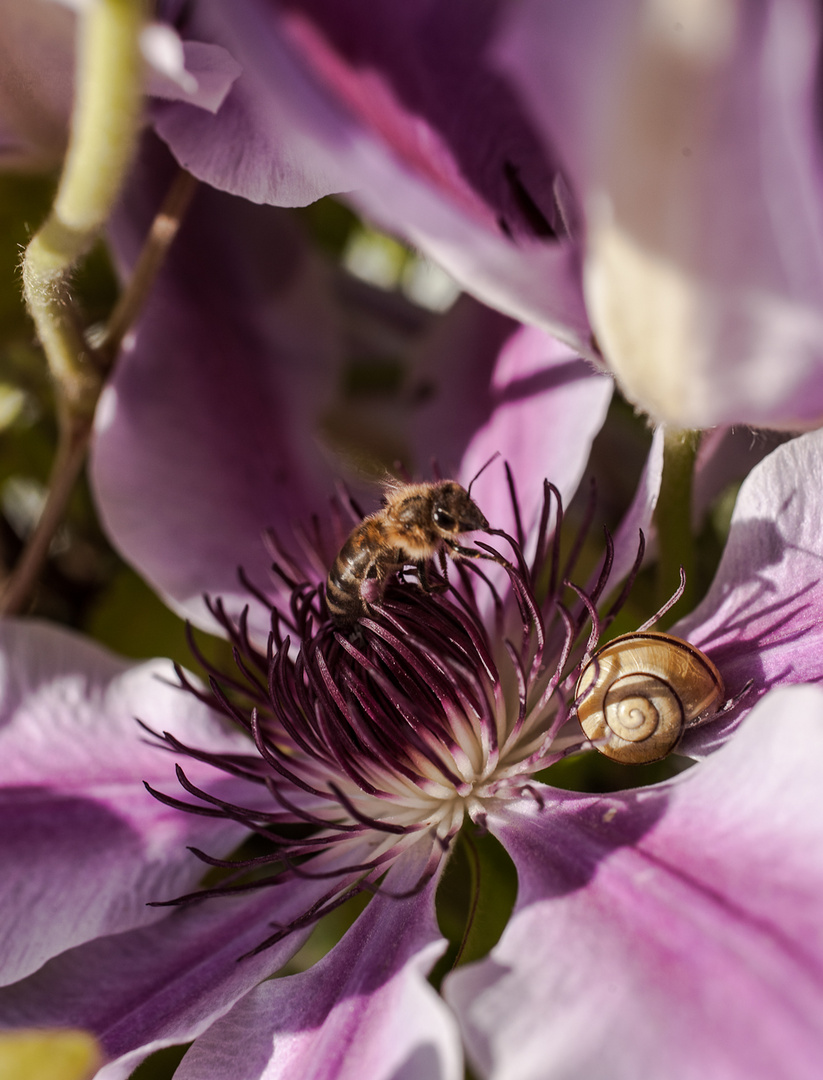 Fleißiges Bienchen und lahme Schnecke