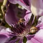 Fleißiges Bienchen und lahme Schnecke