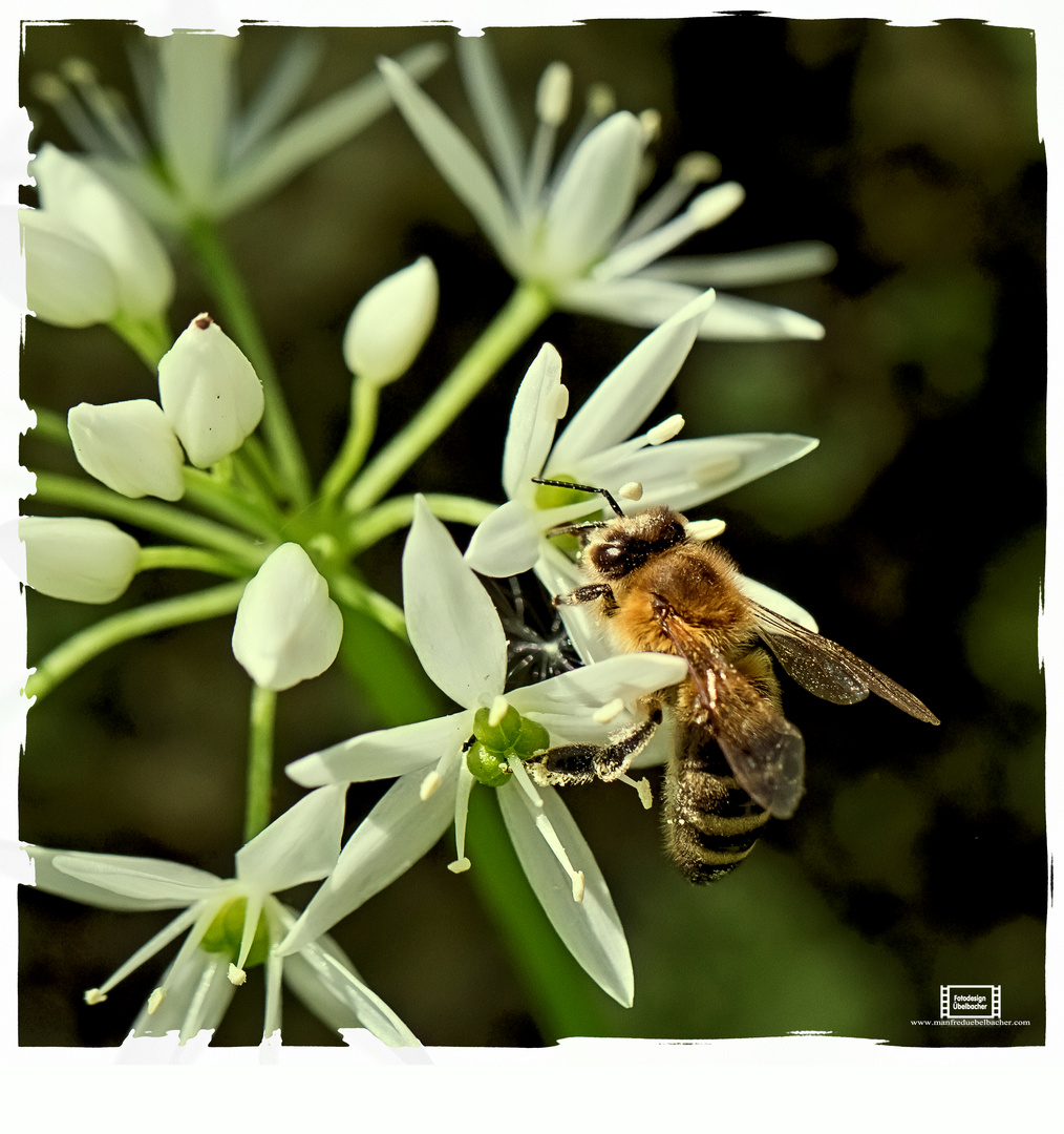 Fleißiges Bienchen#1