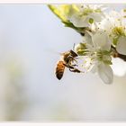 Fleißiges Bienchen#2