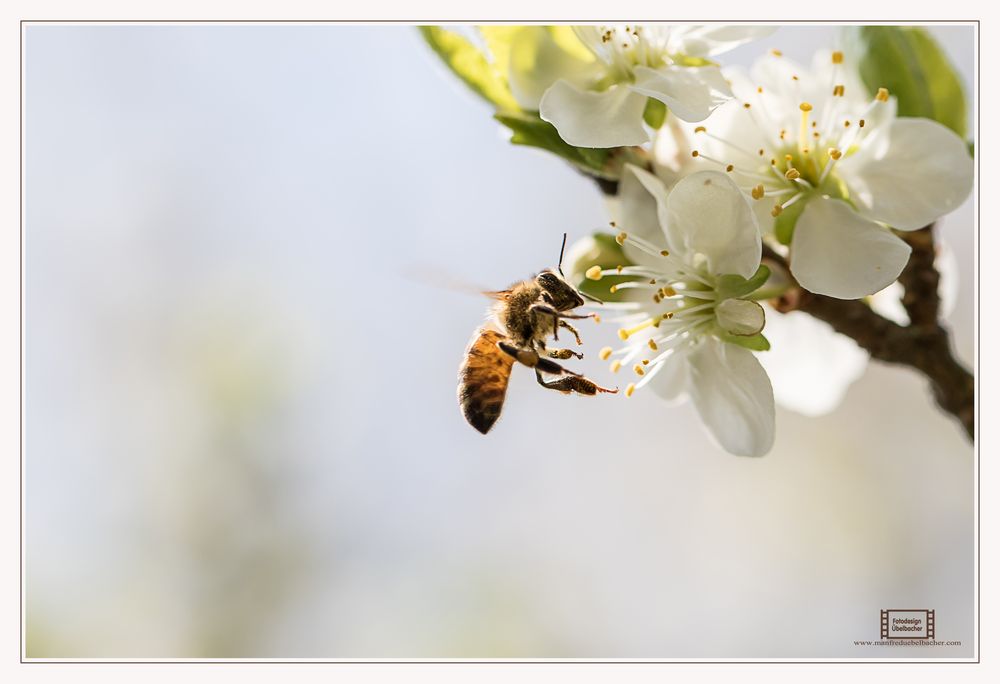 Fleißiges Bienchen#2