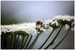 Fleißiges Bienchen2