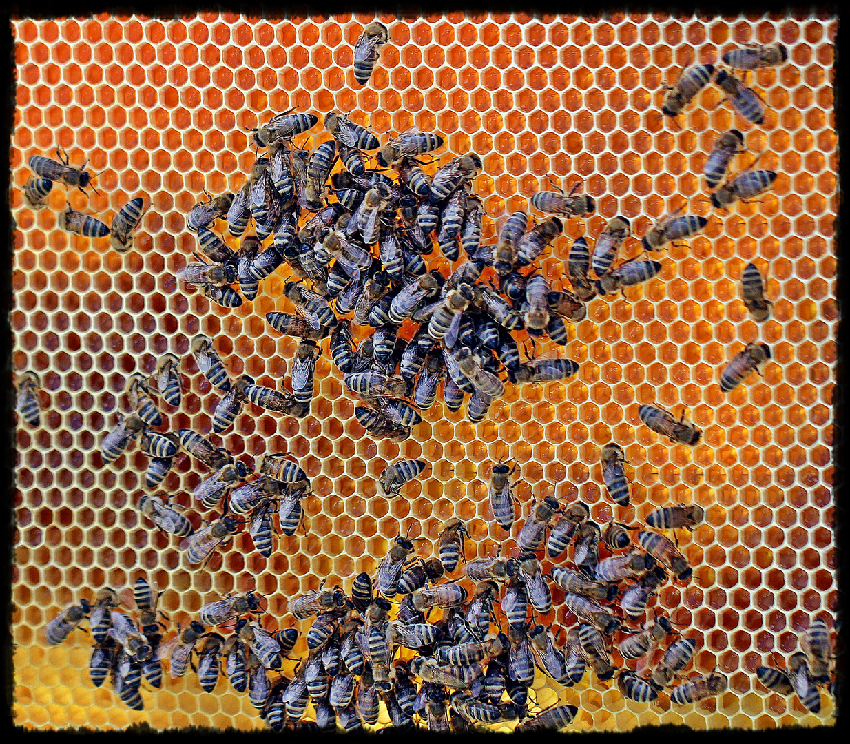 fleißiges Bienenvolk
