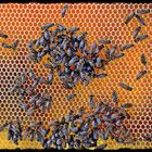 fleißiges Bienenvolk