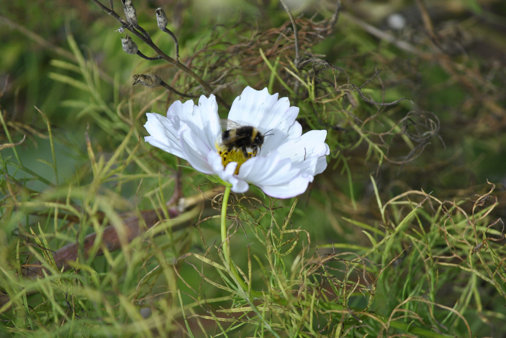 Fleißiges Brummen