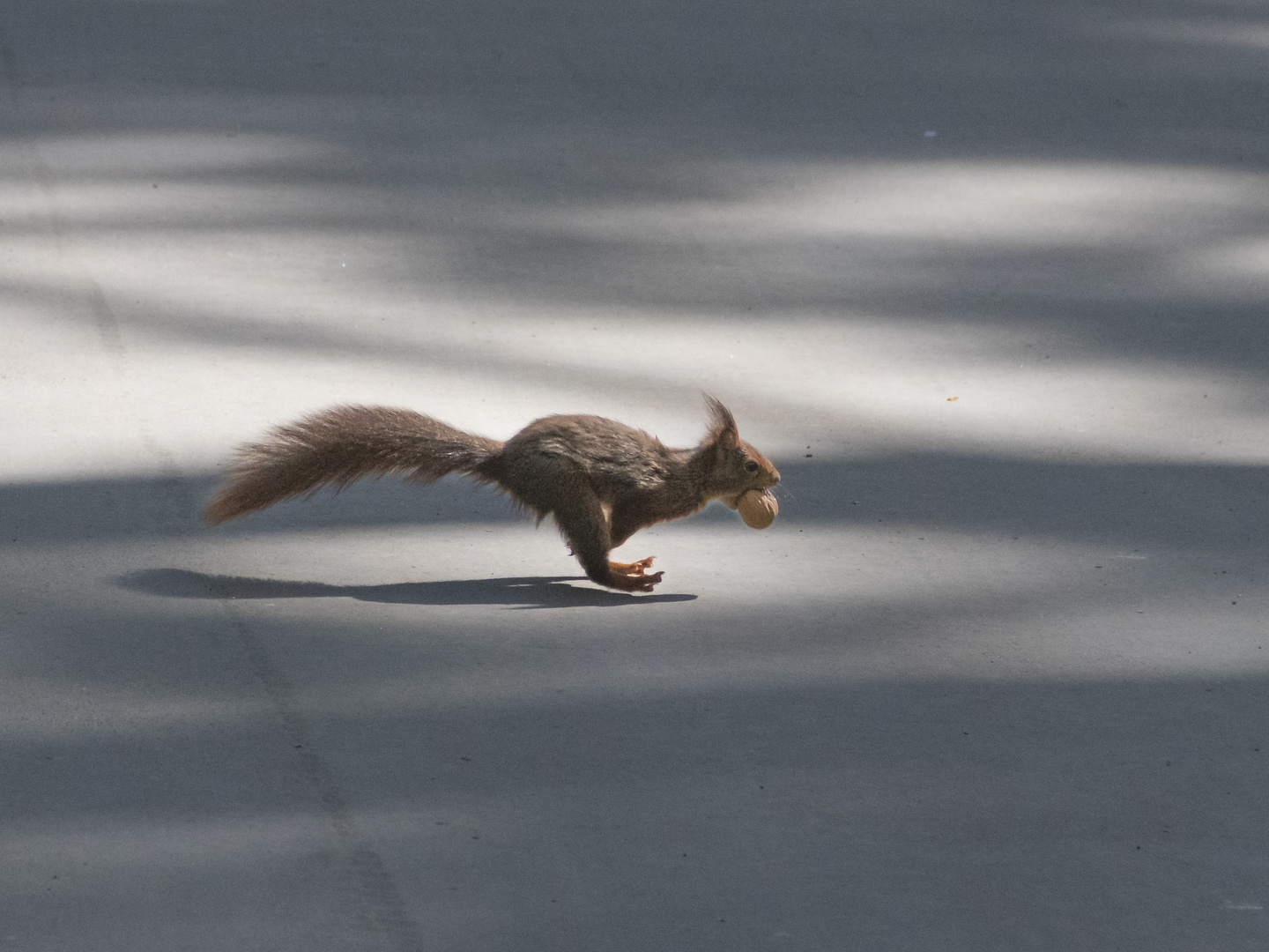 Fleißiges Eichhörnchen in Melaten 