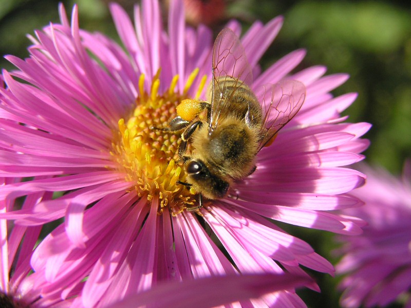 fleissiges Herbst-Bienchen