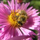 fleissiges Herbst-Bienchen