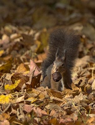 Fleißiges Hörnchen