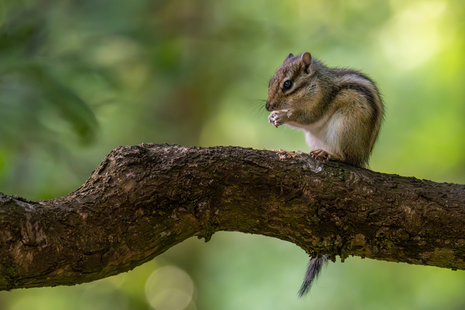 Fleißiges Hörnchen #1