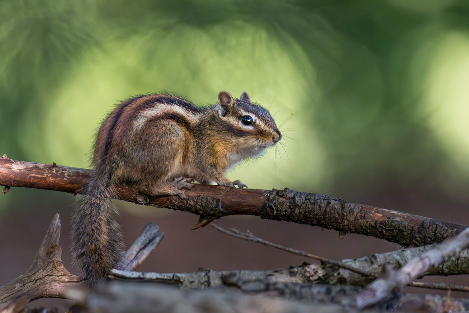 Fleißiges Hörnchen #4