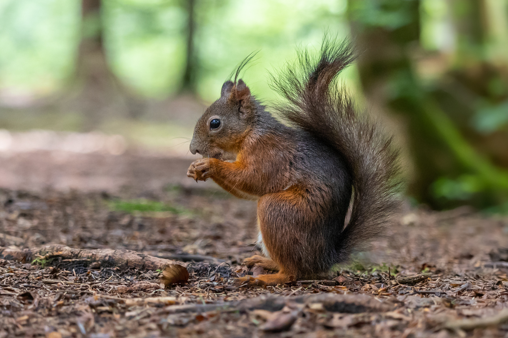 Fleißiges Hörnchen