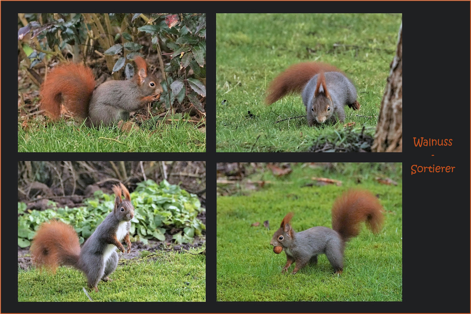 Fleissiges Hörnchen...