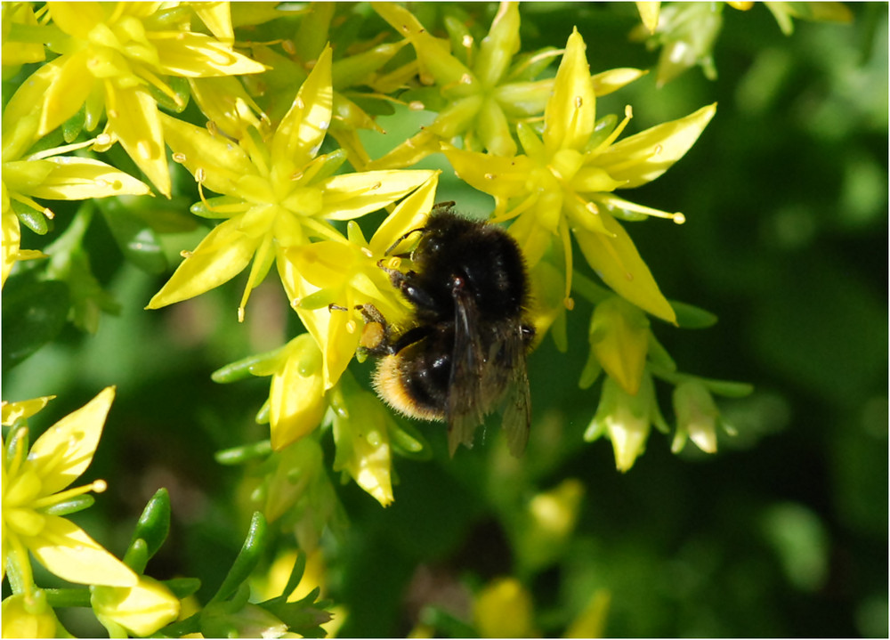 Fleißiges Hummel