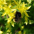 Fleißiges Hummel