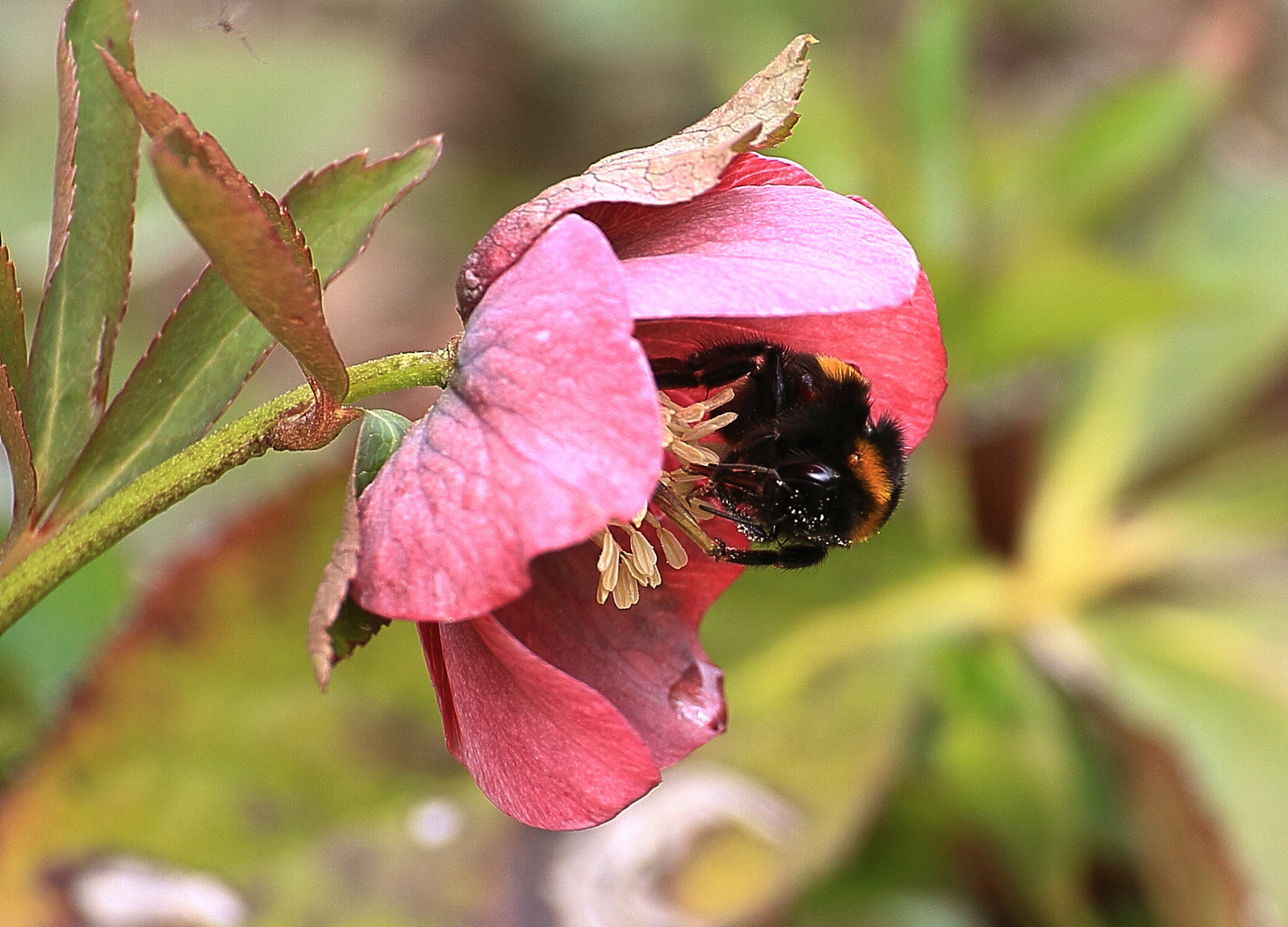 Fleißiges Hummelchen 